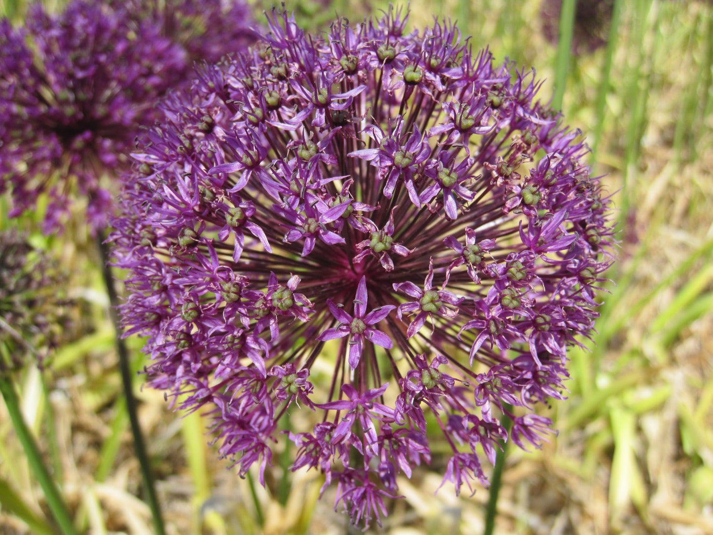 Untreated Allium Purple Sensation flower bulbs size 12/14 (3109000) for individuals