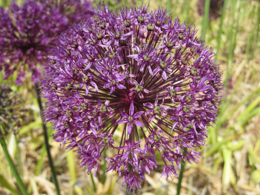 Untreated Allium Purple Sensation flower bulbs size 12/14 (3109000) for individuals