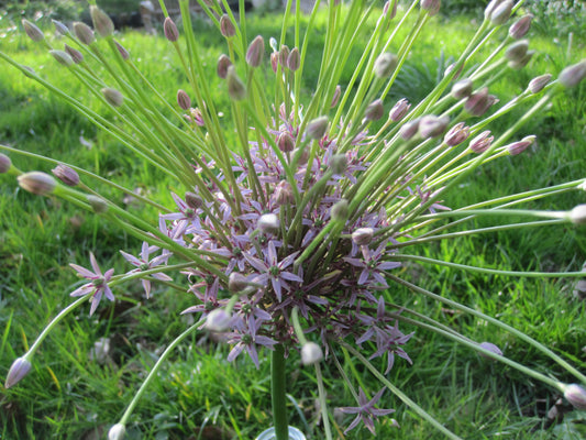 Bulbes Allium Schubertii Bio Calibre 5 - Ref aschu16