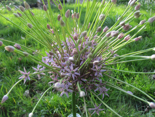 Untreated flower bulbs Allium schubertii size 14/+ (3109500) for individuals