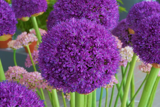 Bulbes de fleurs Non-Traité Allium  Ambassador® calibre 20/+ (3100500)