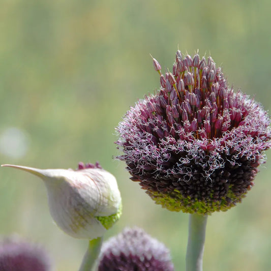 Bulbes de fleurs Non-Traité Allium  Forelock calibre 12/14 (3103000)