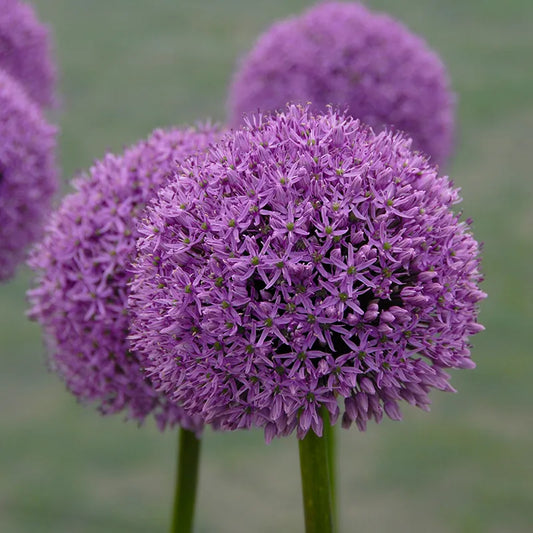 Untreated Allium Gladiator flower bulbs size 20/+ (3103500) for individuals