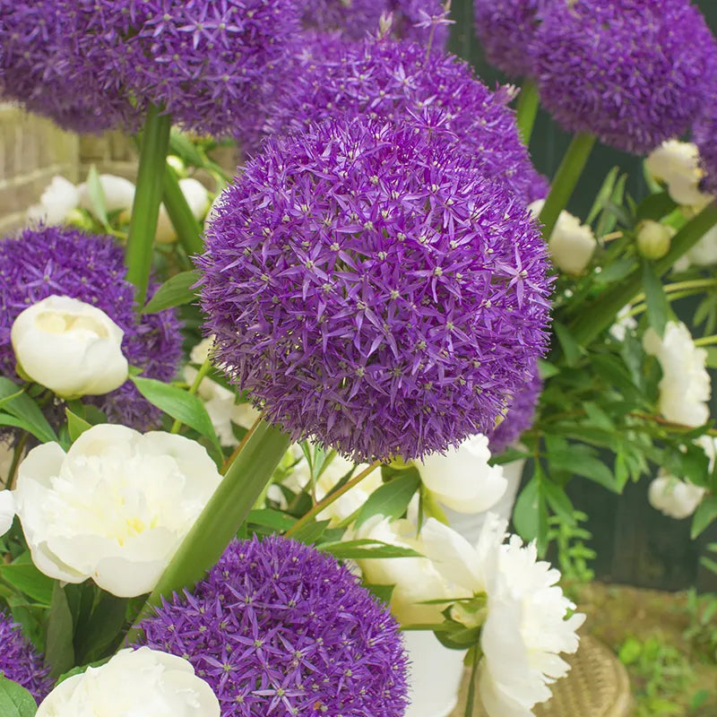 Bulbes de fleurs Non-Traité Allium  Globemaster® calibre 20/+ (3104000)