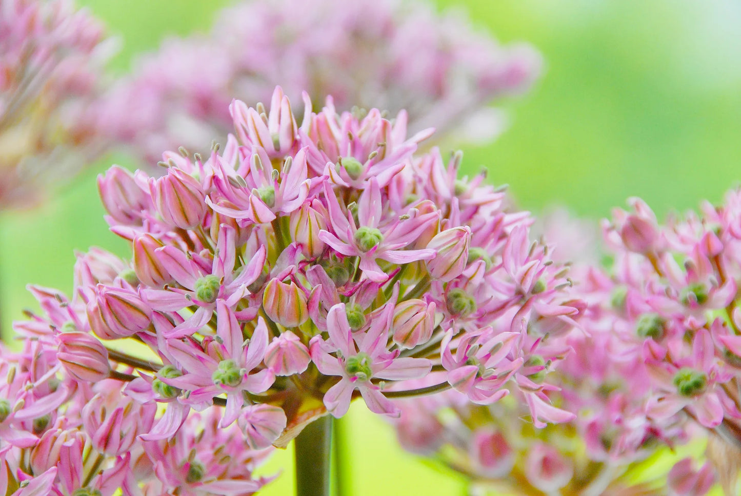Bulbes de fleurs Non-Traité Allium  Pink Jewel calibre 10/+ (3108500)