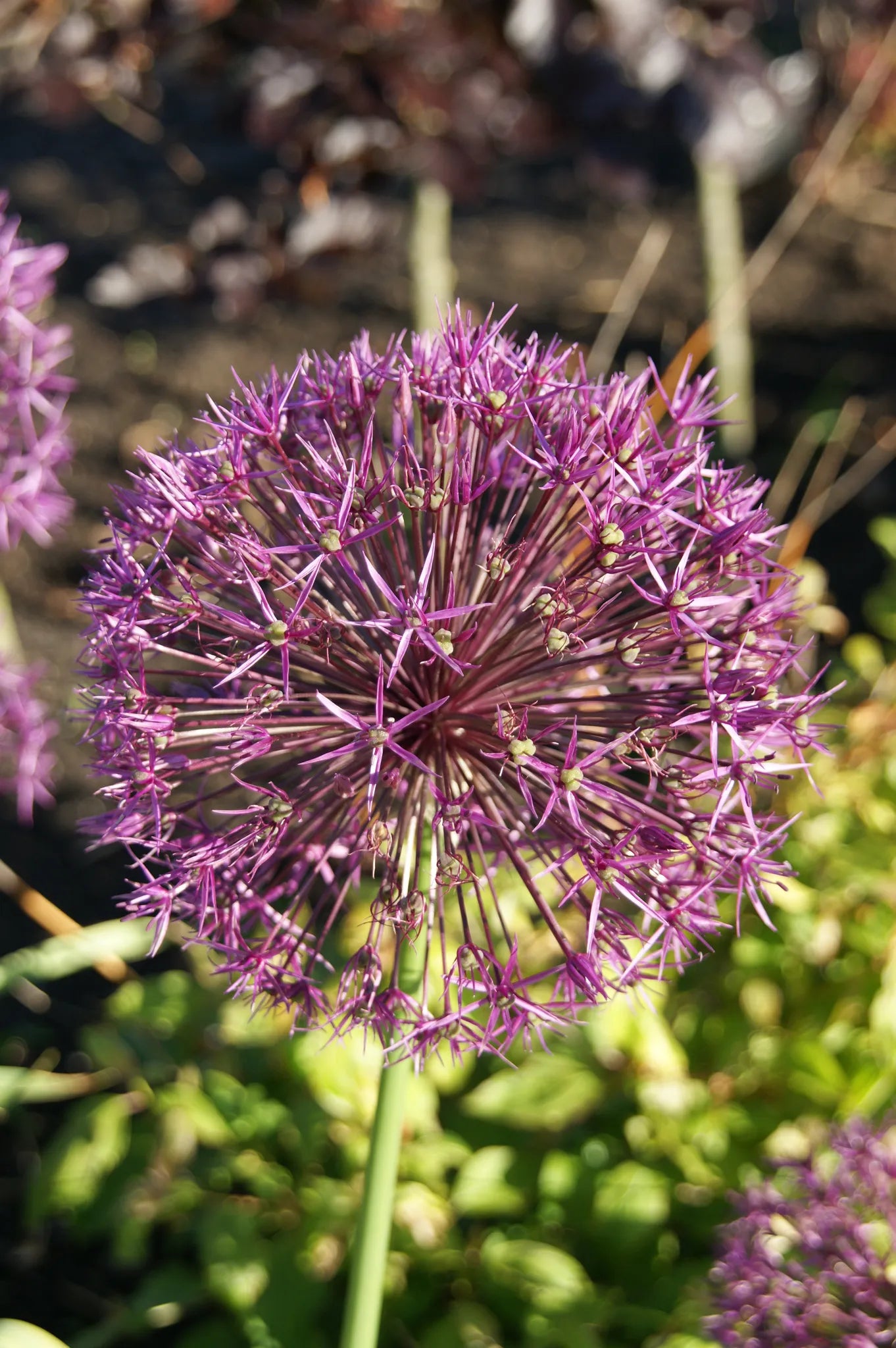 Untreated Allium Purple Rain flower bulbs size 12/14 (3119000) for individuals