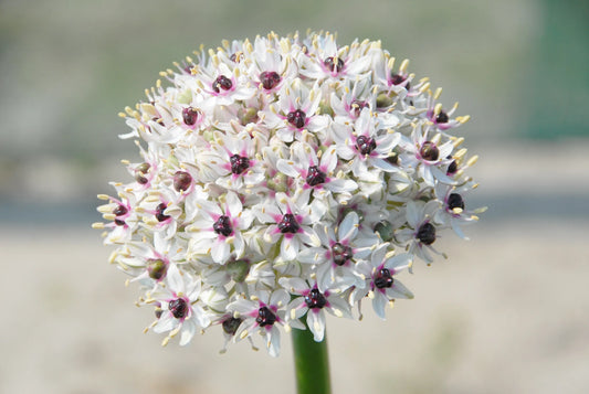 Untreated Allium Silver Spring flower bulbs size 10/+ (3110500) for individuals