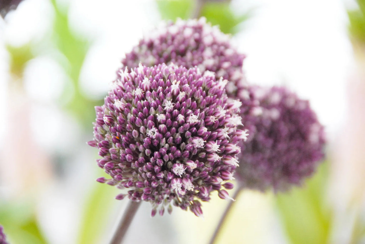 Untreated Allium Summer Drummer® flower bulbs size 12/14 (3111500) for individuals