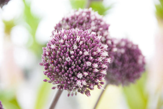 Untreated Allium Summer Drummer® flower bulbs size 12/14 (3111500) for individuals