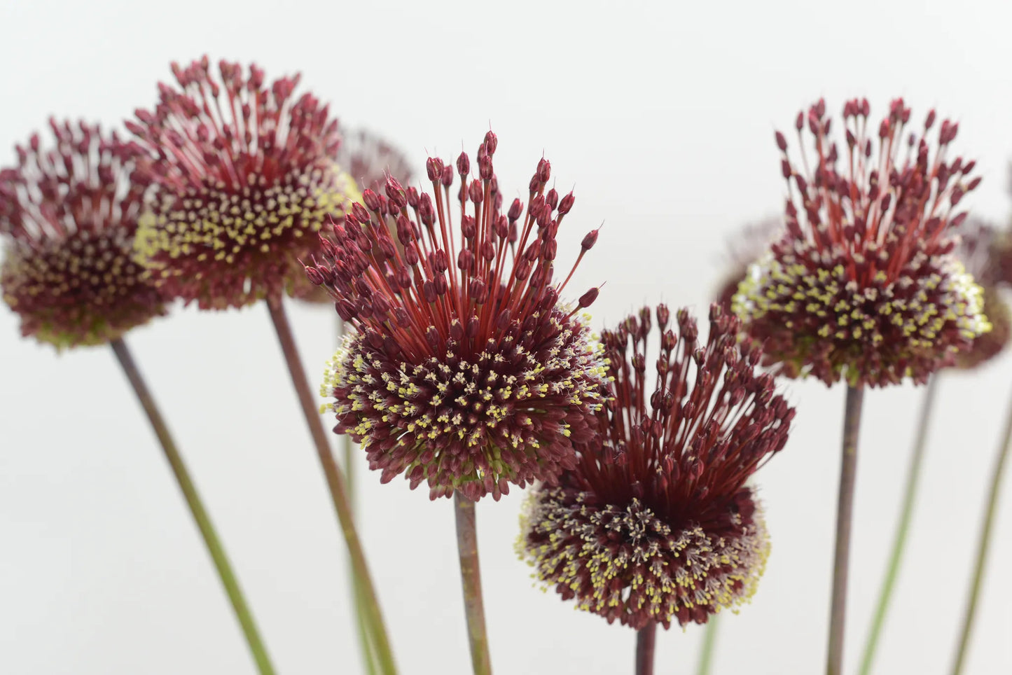 Untreated flower bulbs Allium ampeloprasum Red Mohican® size 10+ (3113500) for individuals