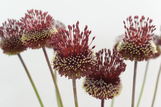 Untreated flower bulbs Allium ampeloprasum Red Mohican® size 10+ (3113500) for individuals