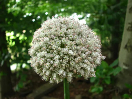Untreated flower bulbs Allium ampeloprasum size 7/+ (3134500) for individuals