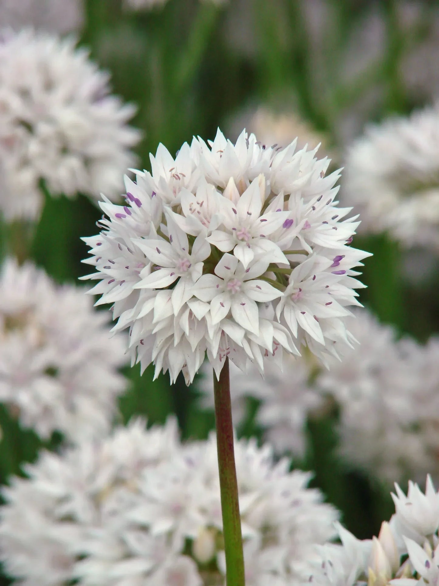 Untreated Allium Graceful Beauty® flower bulbs size 6/+ (3104500) for individuals
