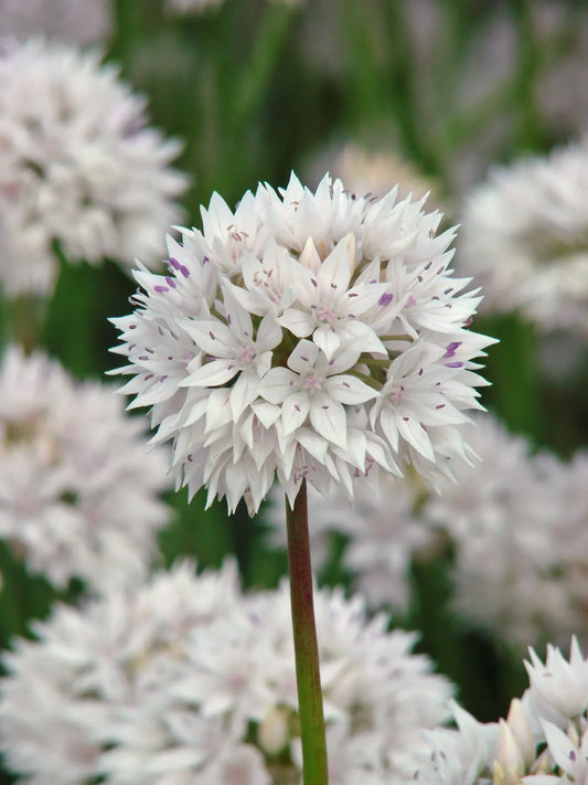 Untreated Allium Graceful Beauty® flower bulbs size 6/+ (3104500) for individuals