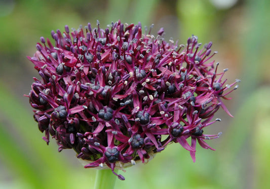 Untreated flower bulbs Allium atropurpureum size 8/10 (3101010) for individuals