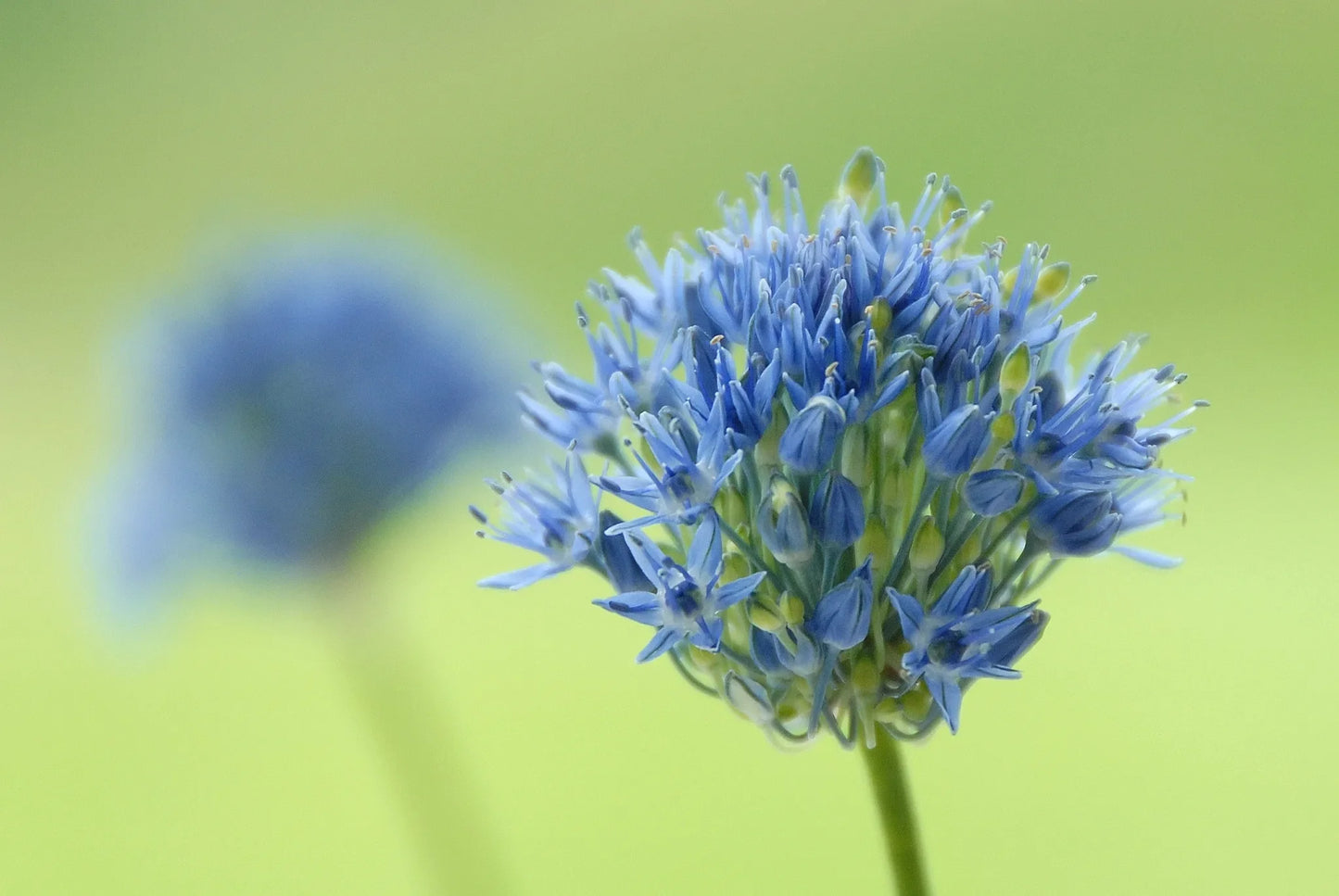 Untreated Allium caeruleum flower bulbs size 4/5 (3101500) for individuals