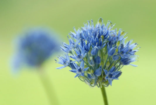 Untreated Allium caeruleum flower bulbs size 4/5 (3101500) for individuals