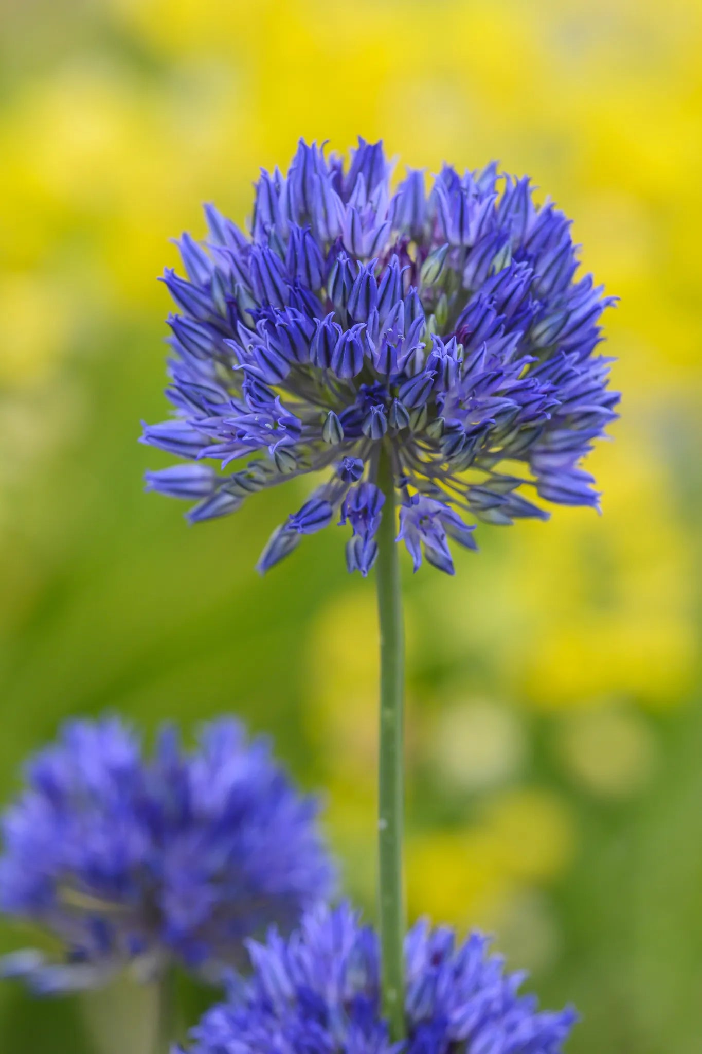 Untreated Allium caesium flower bulbs size 5/+ (3136500) for individuals