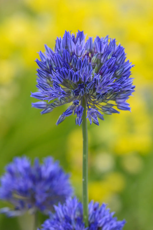 Untreated Allium caesium flower bulbs size 5/+ (3136500) for individuals