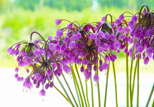 Untreated flower bulbs Allium cernuum size 1 (3118000) for individuals