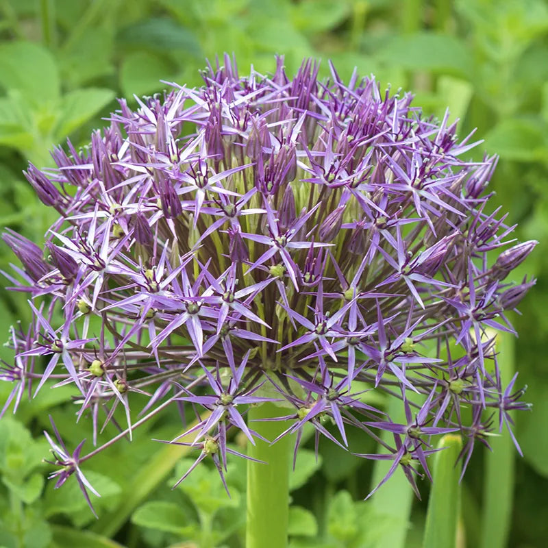 Untreated flower bulbs Allium cristophii size 12/14 (3102010) for individuals