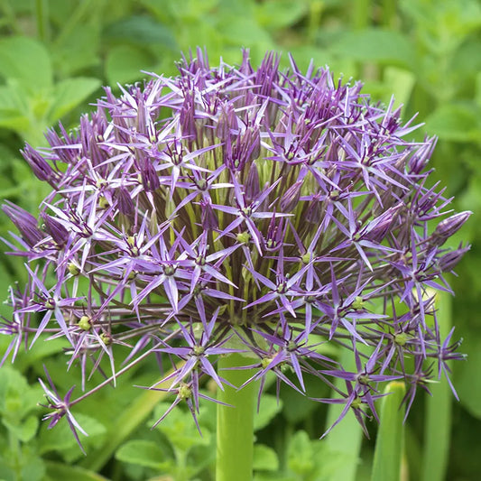 Untreated flower bulbs Allium cristophii size 12/14 (3102010) for individuals