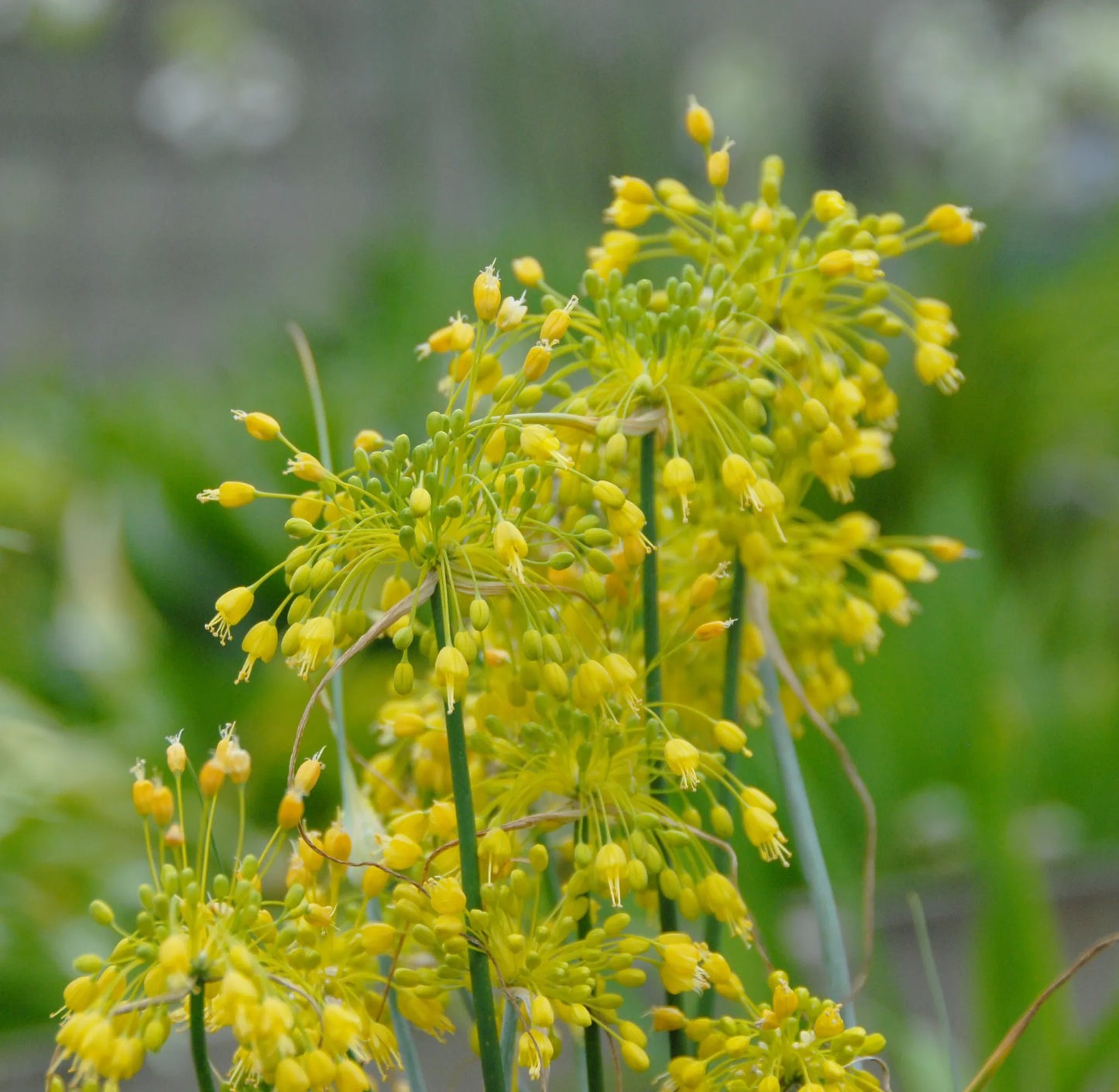 Untreated Allium flavum flower bulbs size 1 (3117000) for individuals