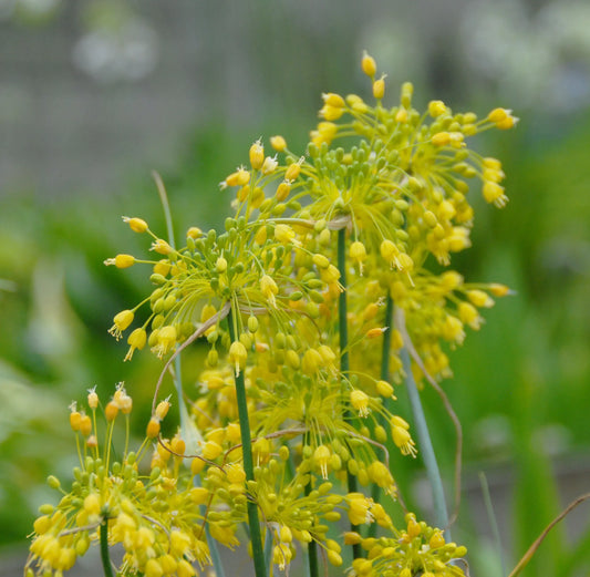 Untreated Allium flavum flower bulbs size 1 (3117000) for individuals