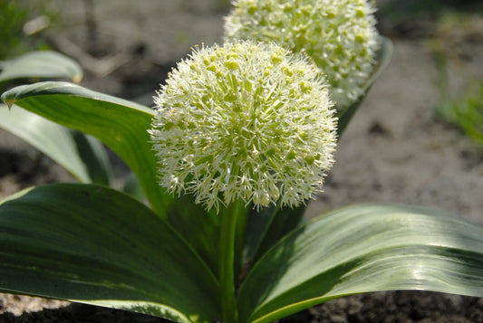Untreated flower bulbs Allium karataviense size 14/+ (3105500) for individuals