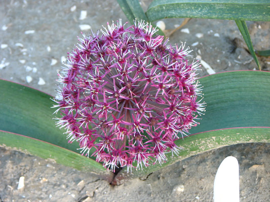 Untreated flower bulbs Allium karataviense Red Giant Star size 12/14 (3135500) for individuals