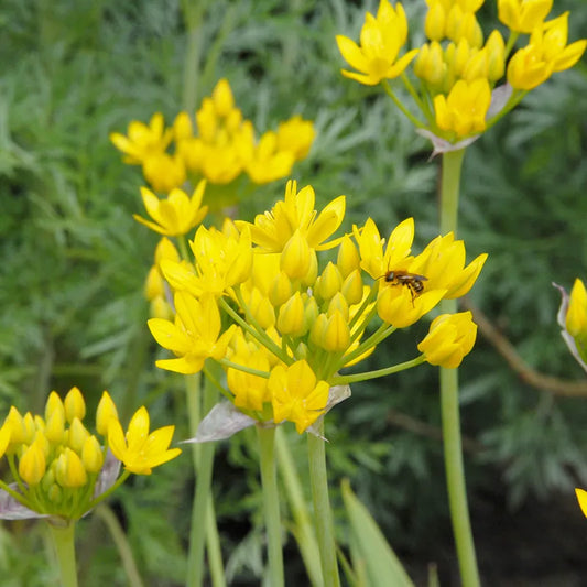 Untreated Allium moly flower bulbs size 5/+ (3106500) for individuals