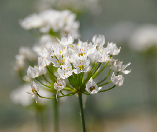 Untreated flower bulbs Allium neapolitanum size 4/+ (3107500) for individuals