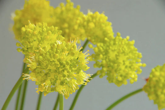 Bulbes de fleurs Non-Traité Allium obliquum  calibre 1 (3121500)