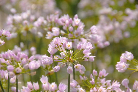 Untreated Allium roseum flower bulbs size 4/5 (3120000) for individuals