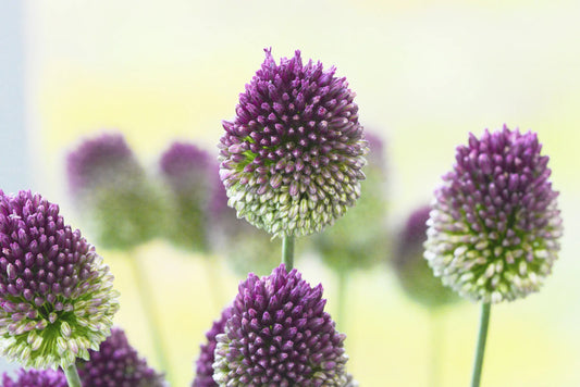 Untreated flower bulbs Allium sphaerocephalon size 6/+ (3111000) for individuals