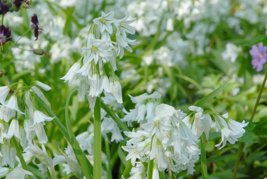 Bulbes de fleurs Non-Traité Allium triquetrum  calibre 5/+ (3122500)