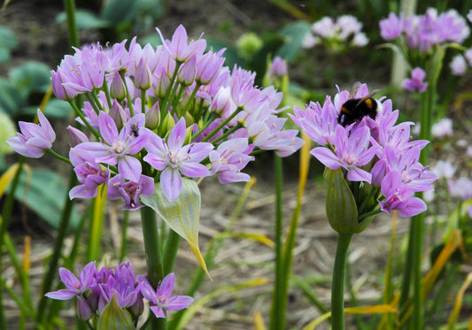 Untreated flower bulbs Allium unifolium size 4/5 (3123000) for individuals