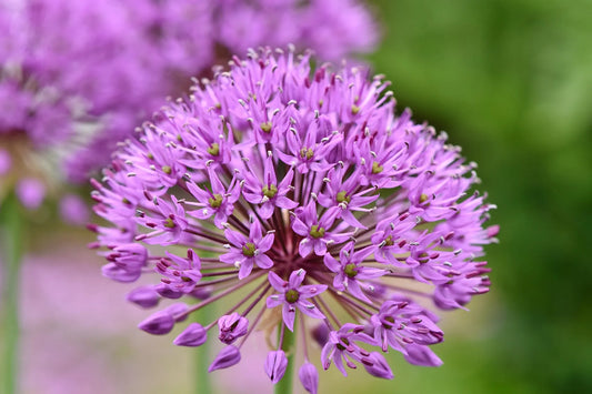 Bulbes de fleurs Non-Traité Allium lusitanicum  calibre 1 (3110000)