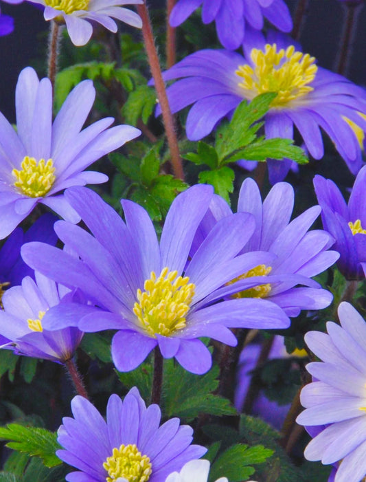 Untreated Anemone blanda (Blue Shades) flower bulbs size 5/6 (5000100) for individuals