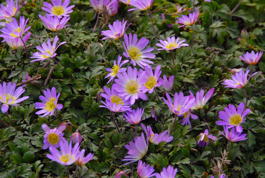 Untreated flower bulbs Anemone blanda Charmer size 5/+ (5000200) for individuals
