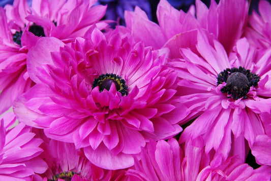 Untreated flower bulbs Anemone Admiral size 7/8 (5001100) for individuals