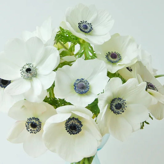 Untreated Anemone Bride flower bulbs size 7/8 (5000600) for individuals