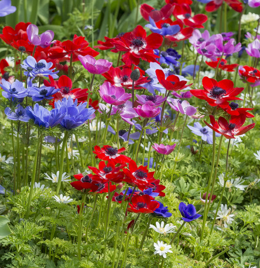 Untreated flower bulbs Anemone De Caen size 7/8 (5000400) for individuals