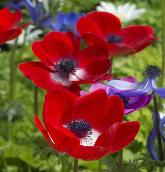 Untreated Anemone Hollandia flower bulbs size 7/8 (5000700) for individuals