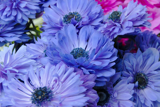Untreated Anemone Lord Lieutenant flower bulbs size 7/8 (5001300) for individuals