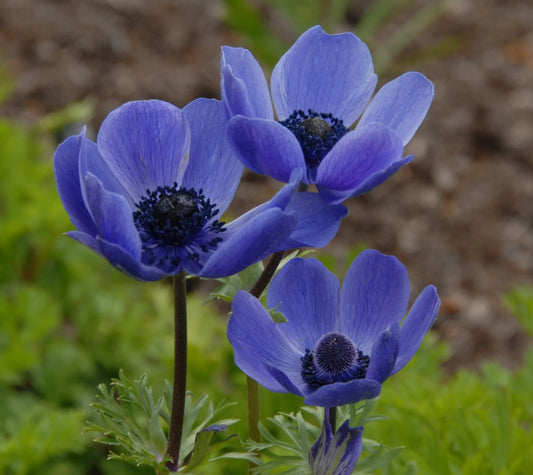 Untreated Anemone Mr. Fokker flower bulbs size 7/8 (5000800) for individuals