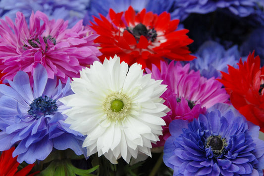 Untreated Anemone St. Brigid flower bulbs size 7/8 (5001000) for individuals