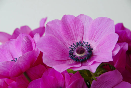 Untreated flower bulbs Anemone Sylphide size 7/8 (5000900) for individuals