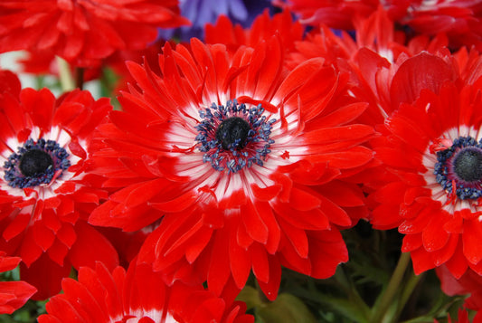 Untreated Anemone Governor flower bulbs size 7/8 (5001200) for individuals