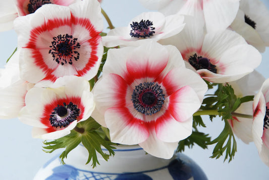 Bulbes de fleurs Non-Traité Anemone Duet (Bicolor) calibre 7/8 (5000500)